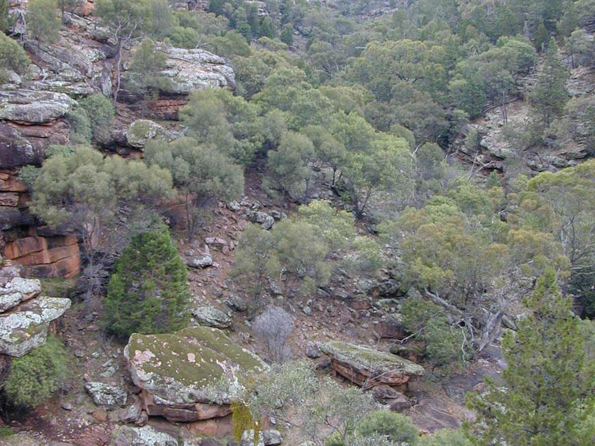 Red-rock outcrops and cypress woodland in a Cocoparra National Park valley