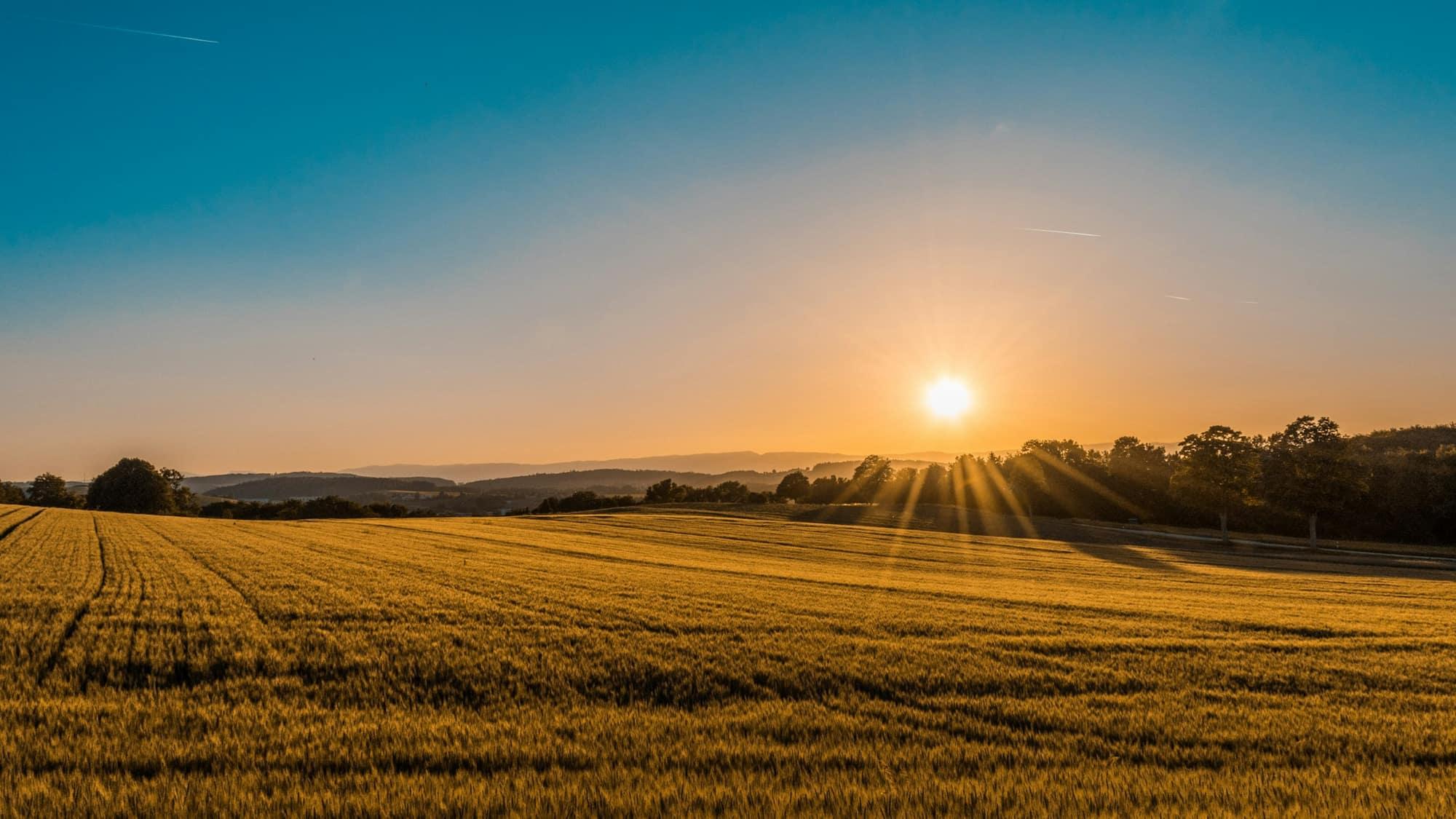 A golden field under a wide Riverina sky